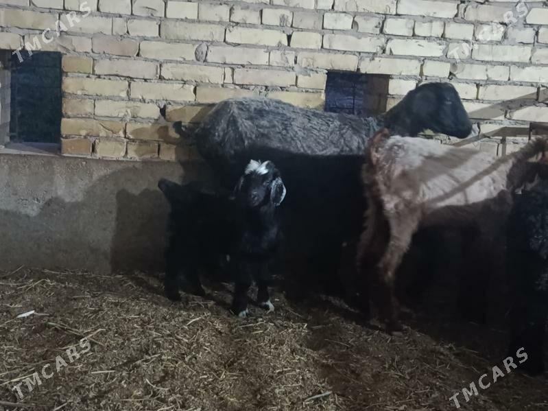 owlakly geci - Çärjew - img 1