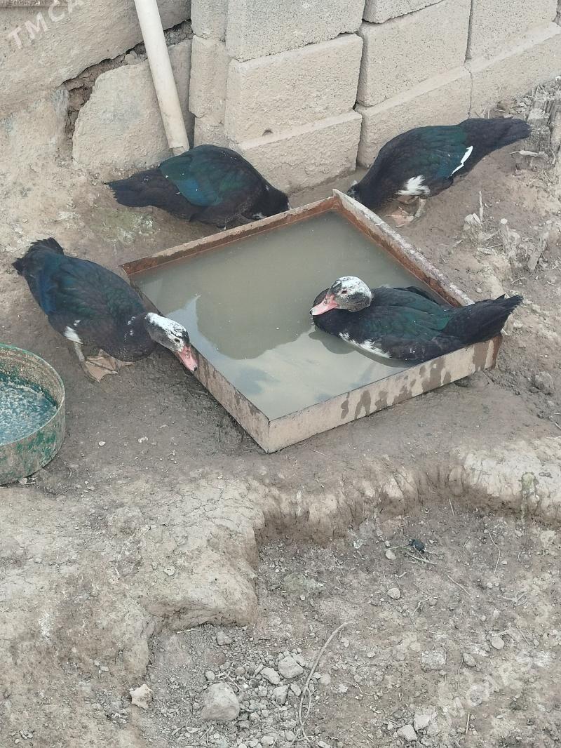 Ördek - Гызыларбат - img 1