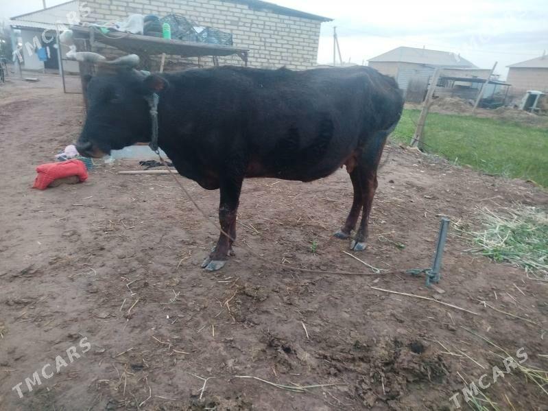 Goleli sygyr - Tejen - img 1