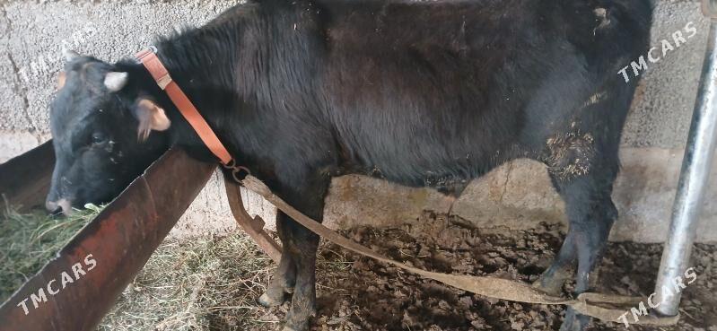 öküz - Бабадайхан - img 1