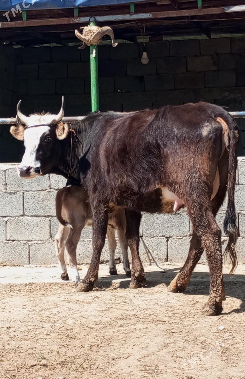 GİBRİT GÖLELİ SYGYR - Гёкдепе - img 1