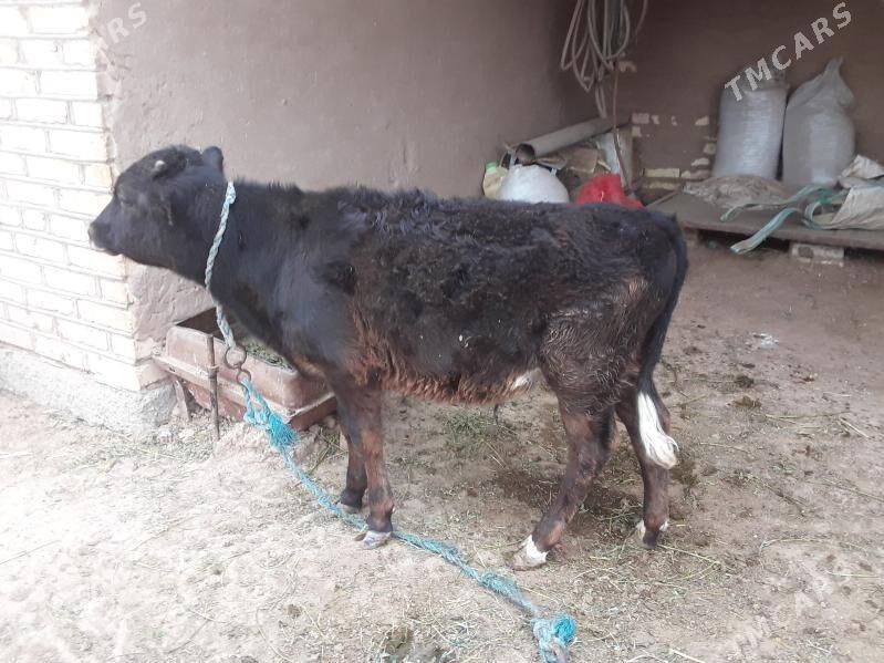 okuz - Babadaýhan - img 1