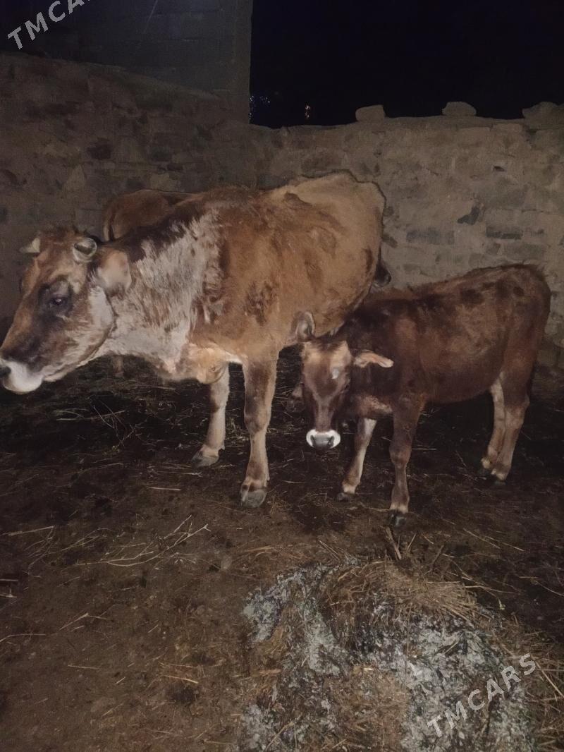 Göleli Sygyr - Magtymguly - img 1