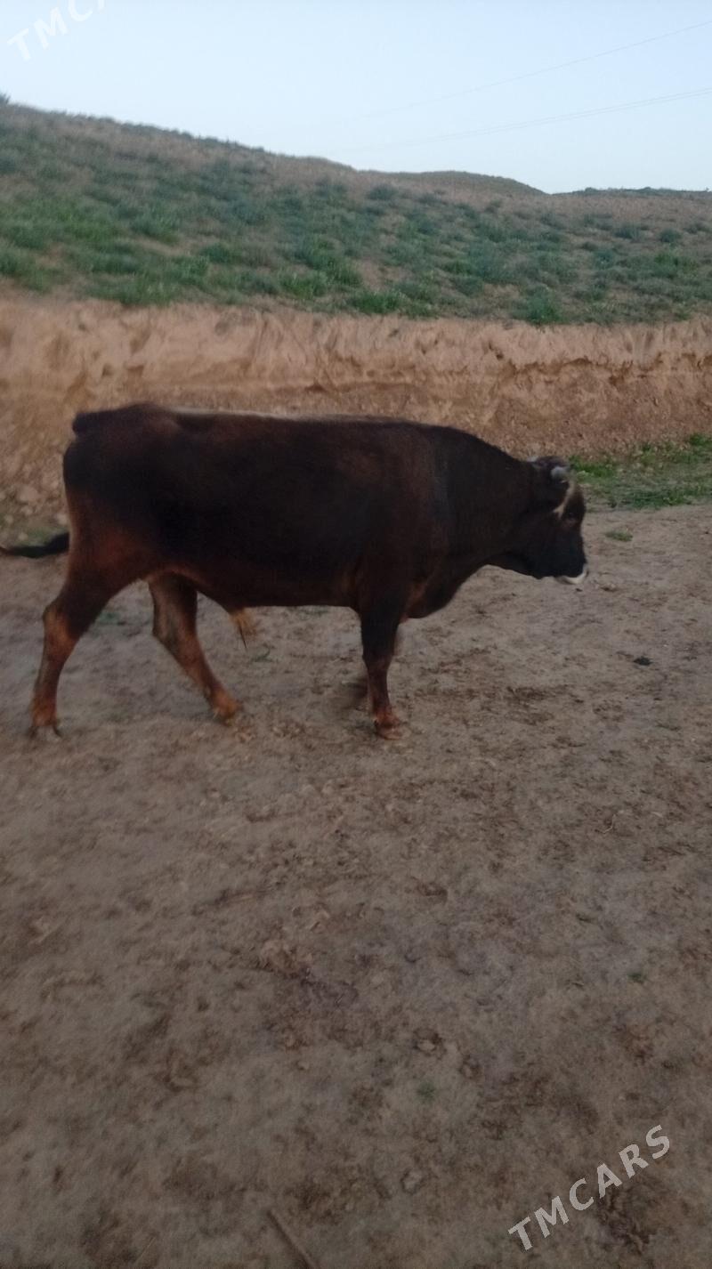 iri sahli mal - Махтумкули - img 1