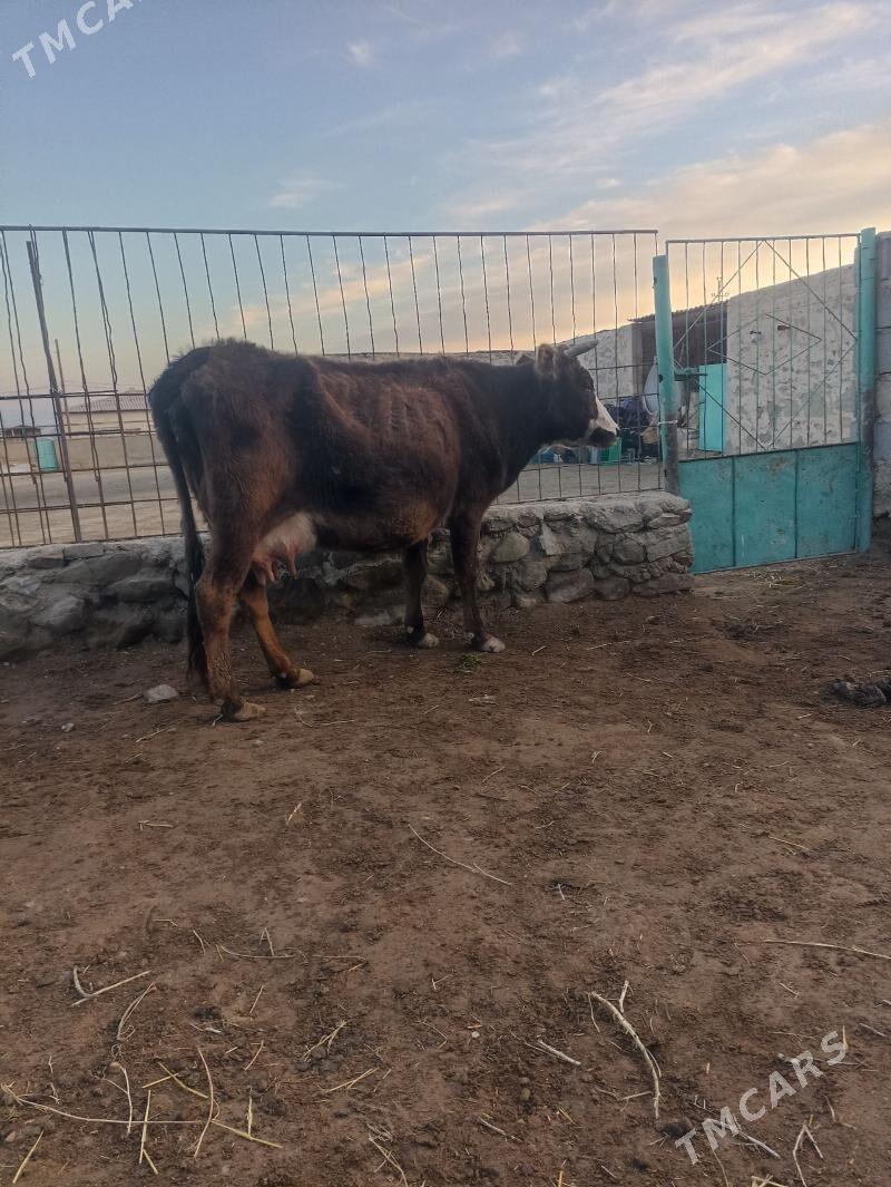 goleli sygyr - Bereket - img 1