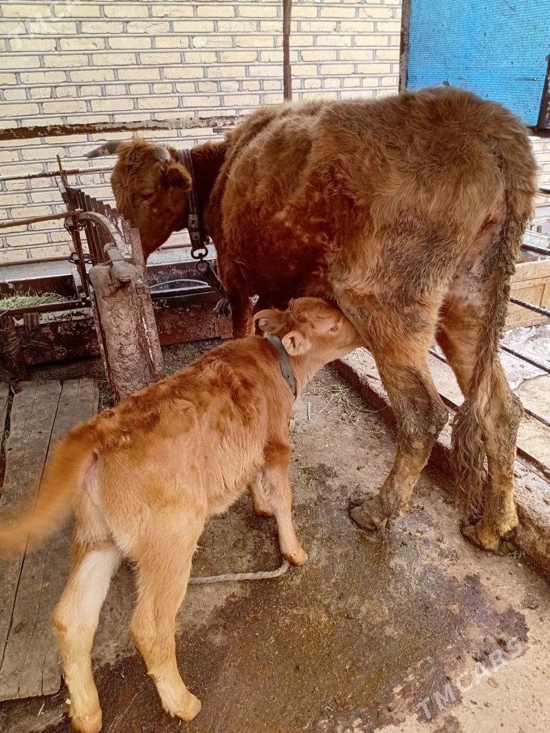 Sygyr - Теджен - img 1