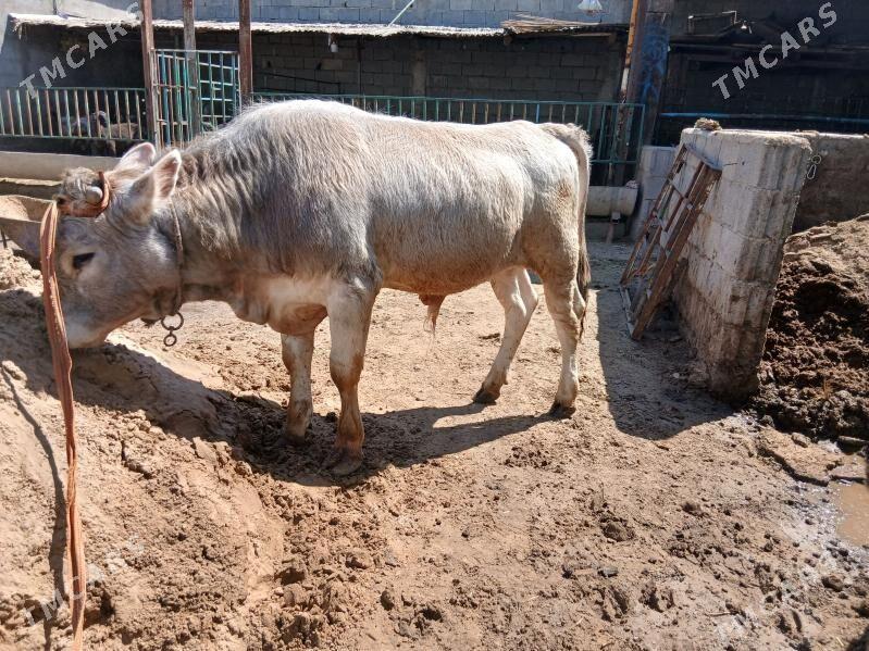 swes tohum okuz - Чоганлы - img 1