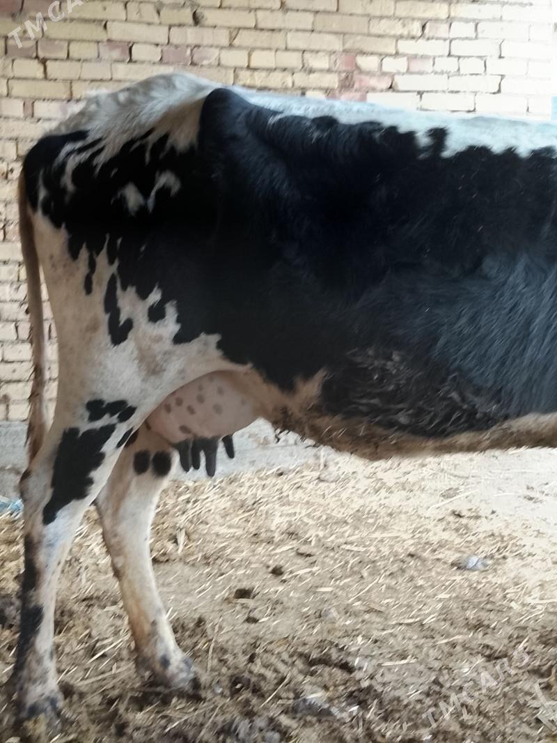 goleli sygyr - Dänew - img 1