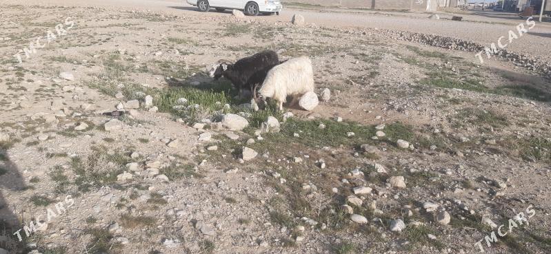 Owlakly geci - Balkanabat - img 1