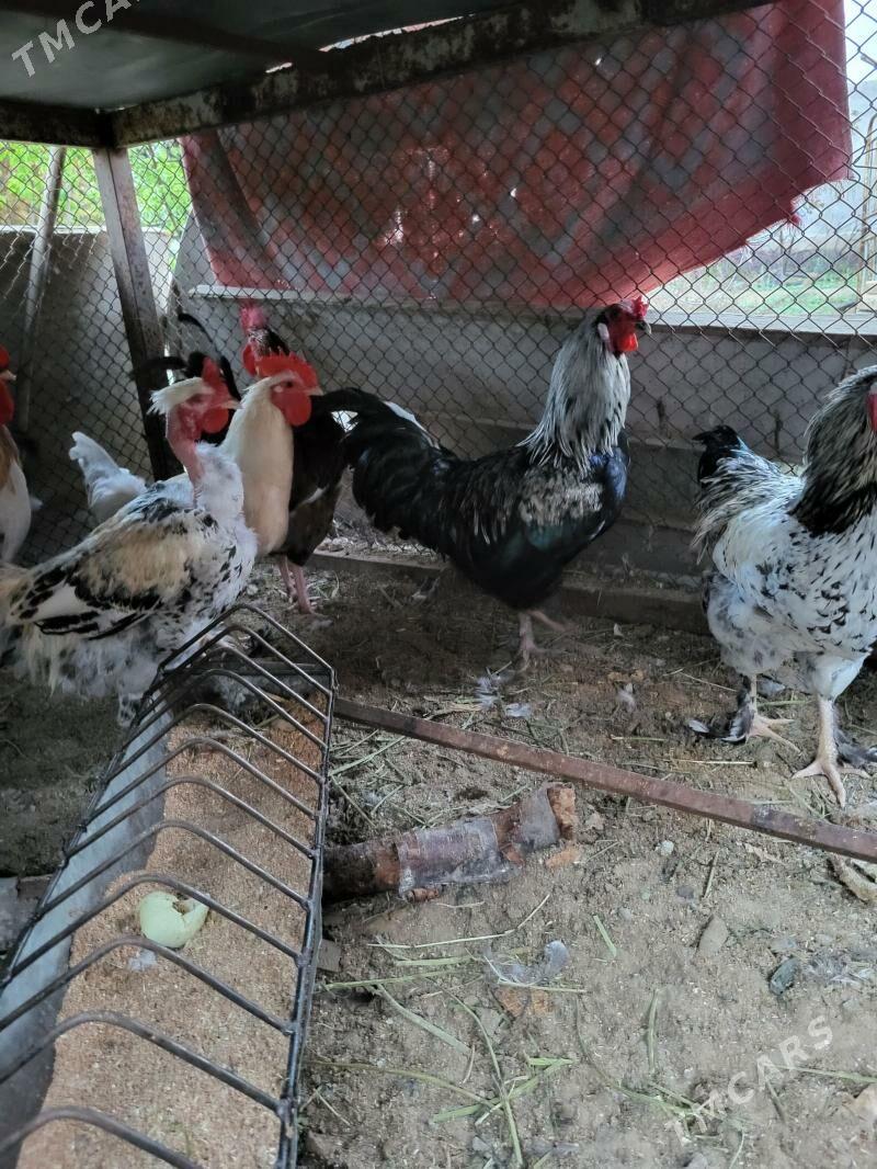 loman burawun - Гёкдепе - img 1