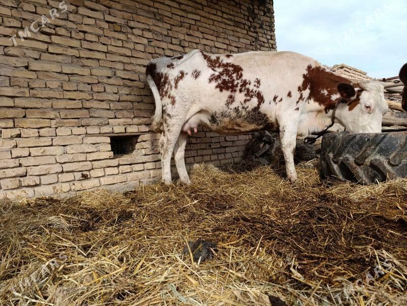 arassa smental bogaz - Чарджоу - img 1