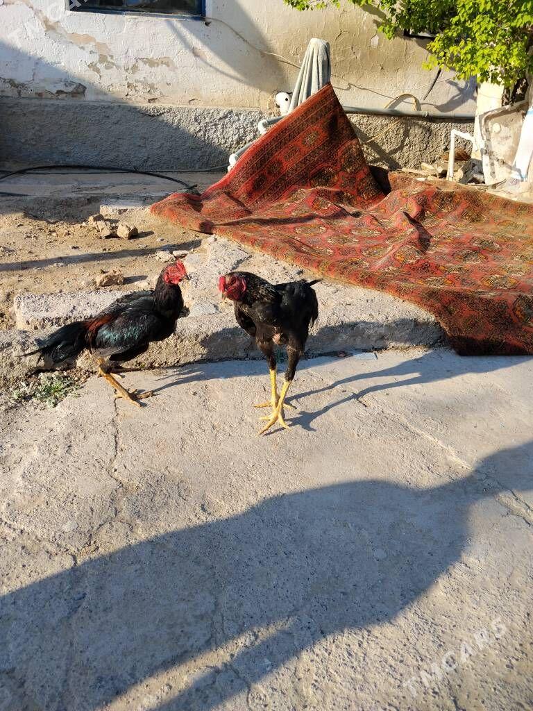 taşkent horaz - Büzmeýin - img 1