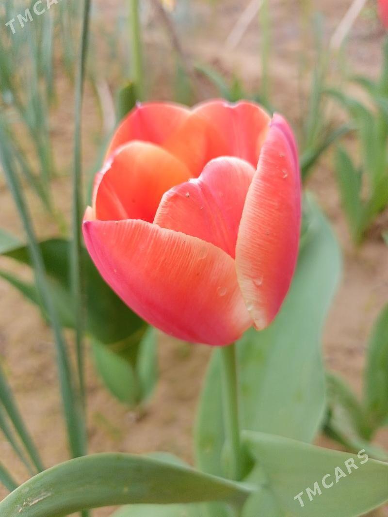 Тюльпаны луковицы - Тязе заман - img 1