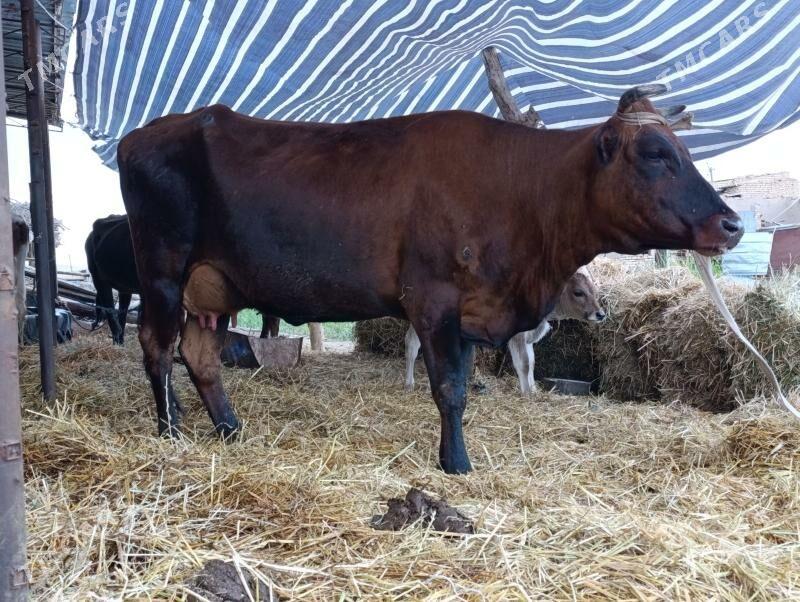 svet saglyk - Çärjew - img 1