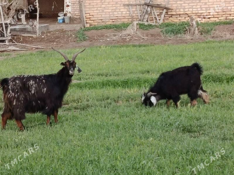 owlakly geçi - Бабадайхан - img 1