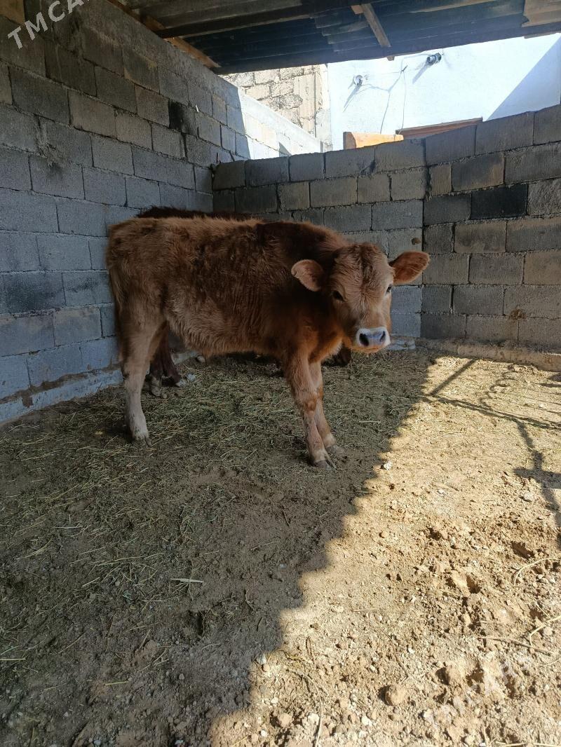 okuzçe - Büzmeýin - img 1