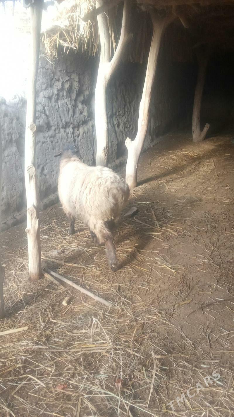 goyun - Гурбансолтан Едже - img 1