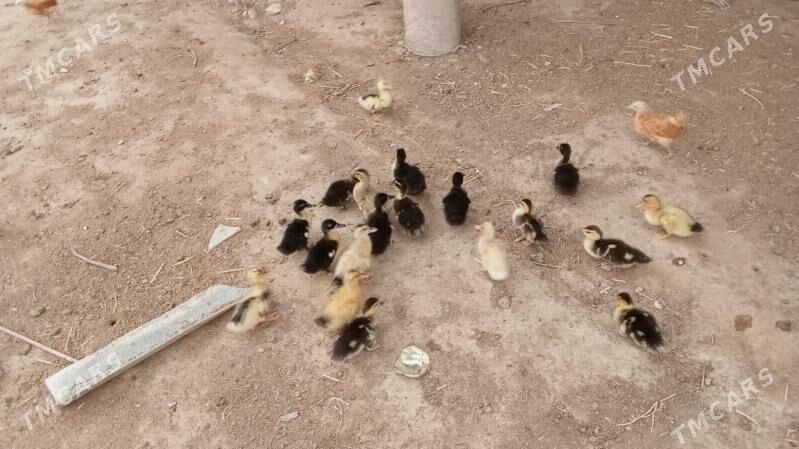 ördek Juje . towuk juje - Мургап - img 1