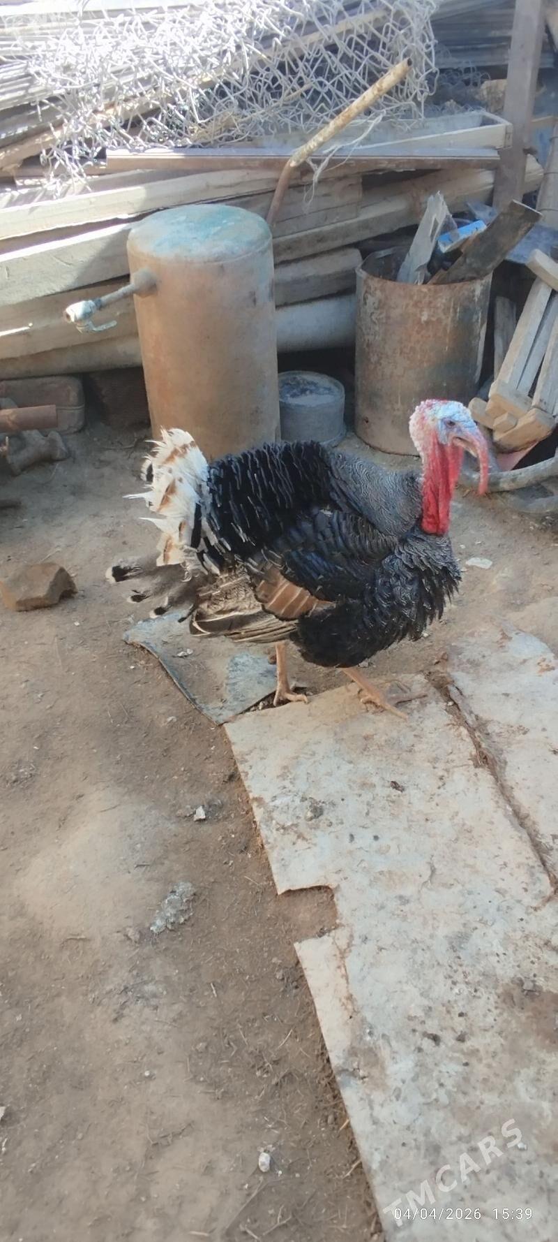 erkek - Гумдаг - img 1