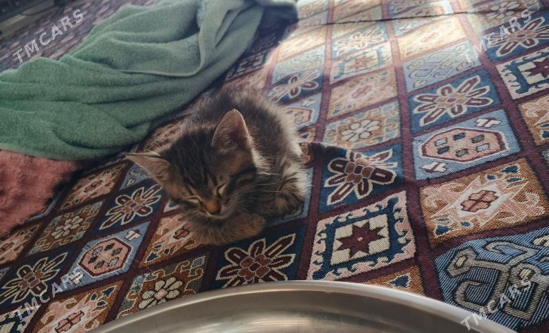 Pisijek - Балканабат - img 1