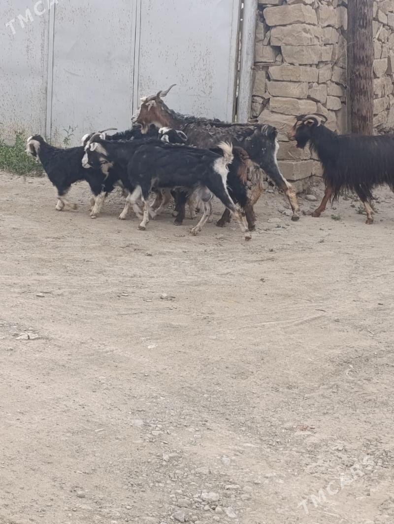 Owlkly Geçi - Magtymguly - img 1