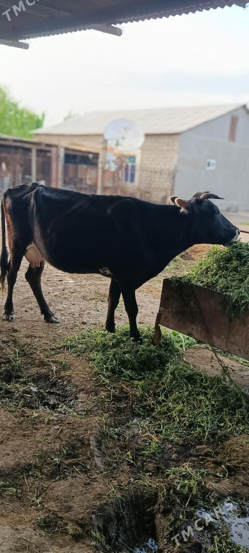 sygyr - Kaka - img 1