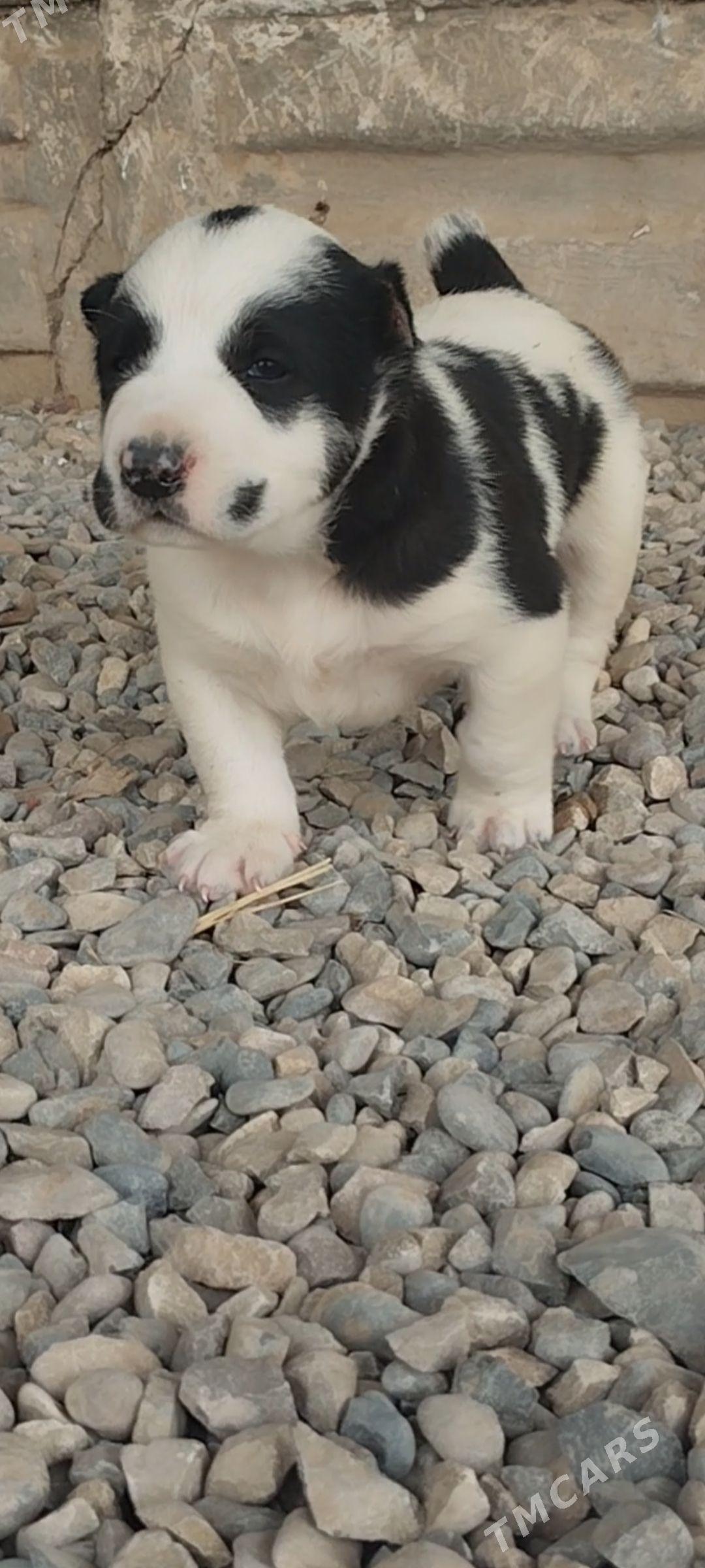 Alabay - Tejen - img 1