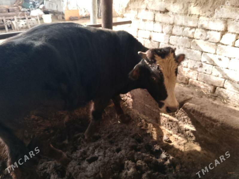 öküzler - Aşgabat - img 1