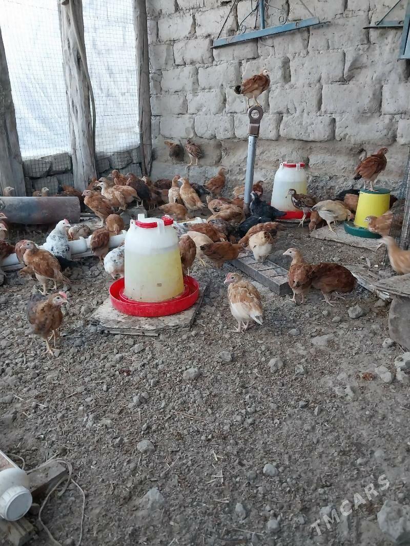 Jüýje - Гёкдепе - img 1