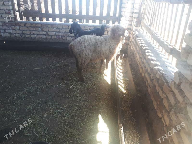 goýun - Bereket - img 1