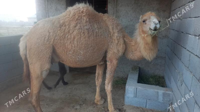 düýeler - Etrek - img 1