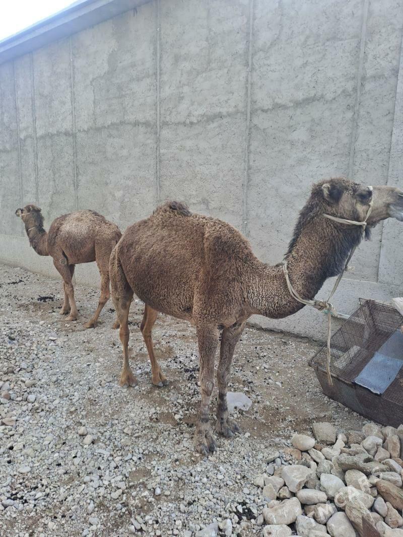 düye - Балканабат - img 1