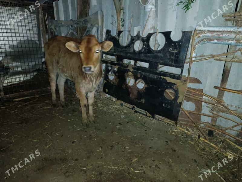 goleli sygyr - Hojambaz - img 1