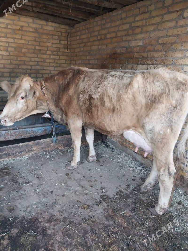 Swed goleli sygyr. - Saýat - img 1