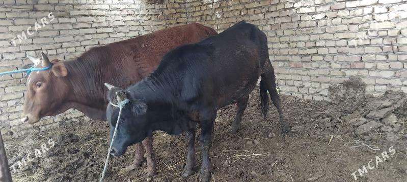 okuz - Çärjew - img 1