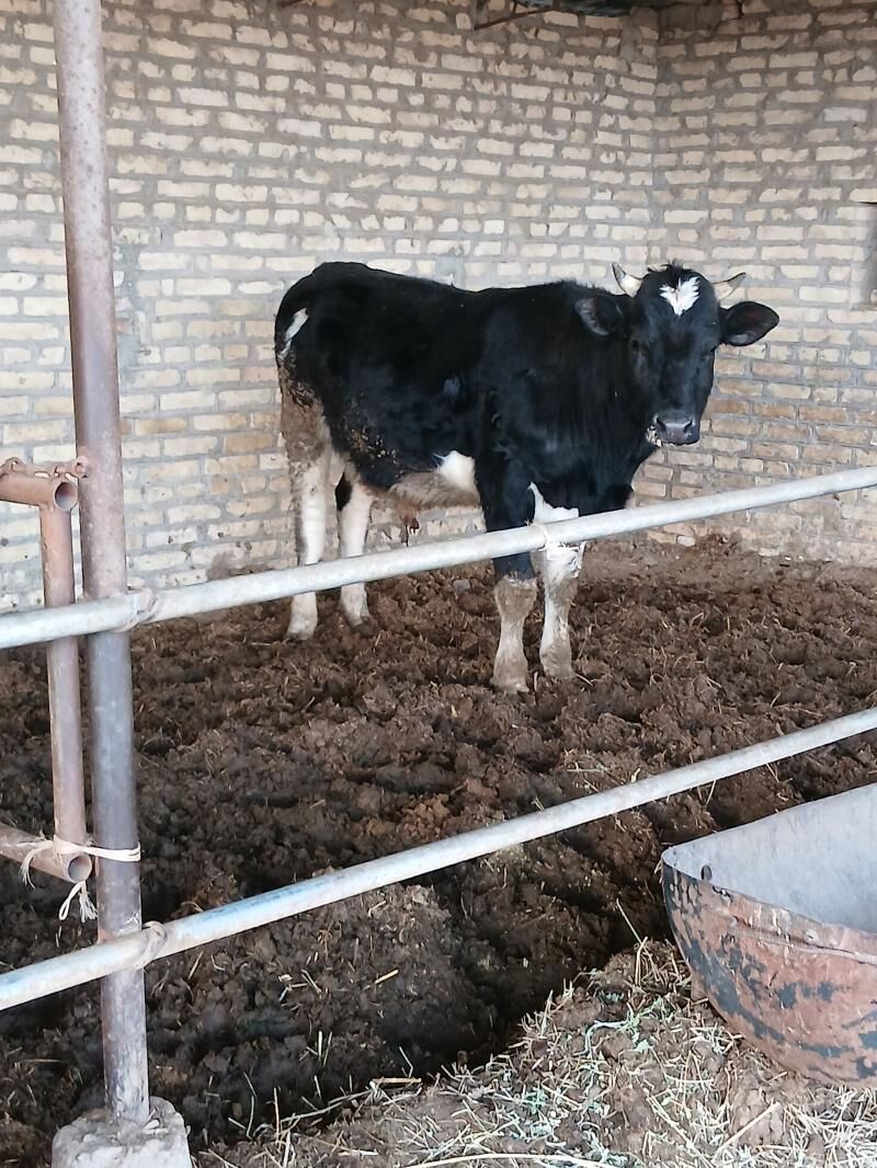 ÇORNY PIÝOSDYR OKUZ - Халач - img 1