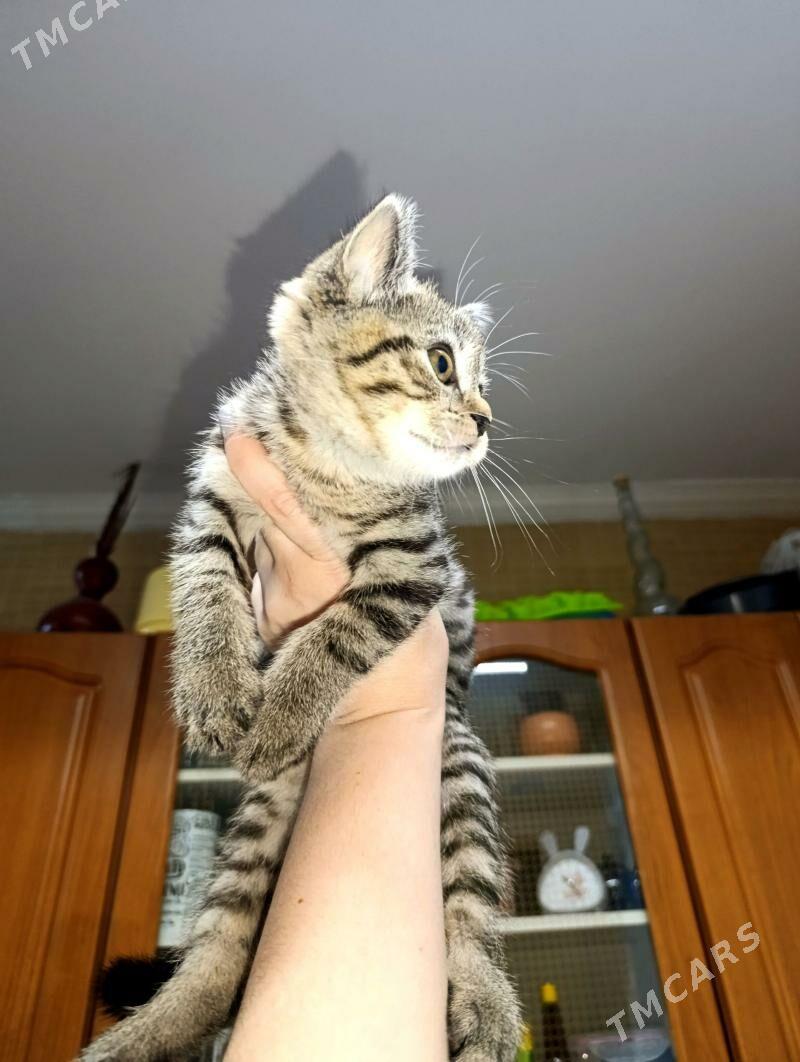 Котенок - Чарджоу - img 1