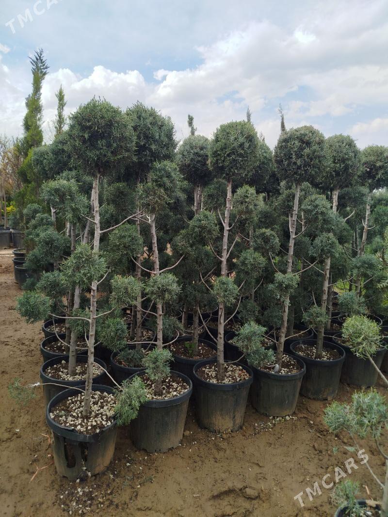 arizonka bag - Bekrewe - img 1