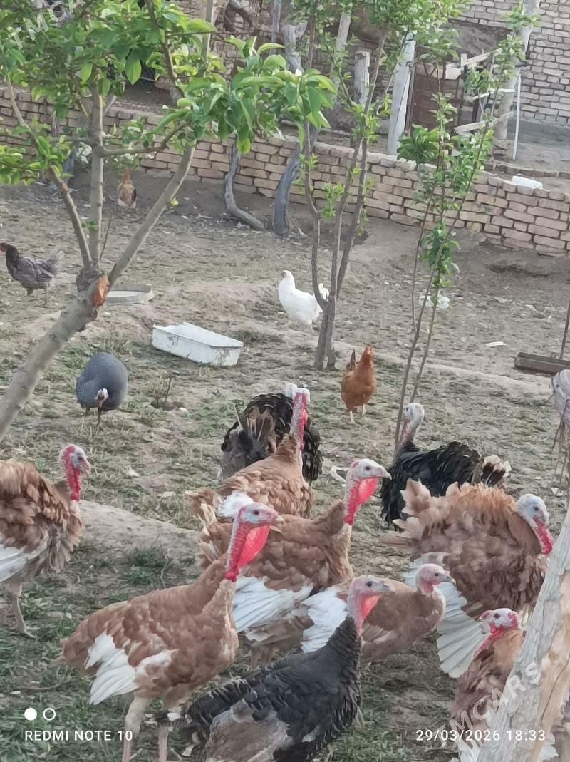 indyuk towuk kakilik - Baýramaly - img 1