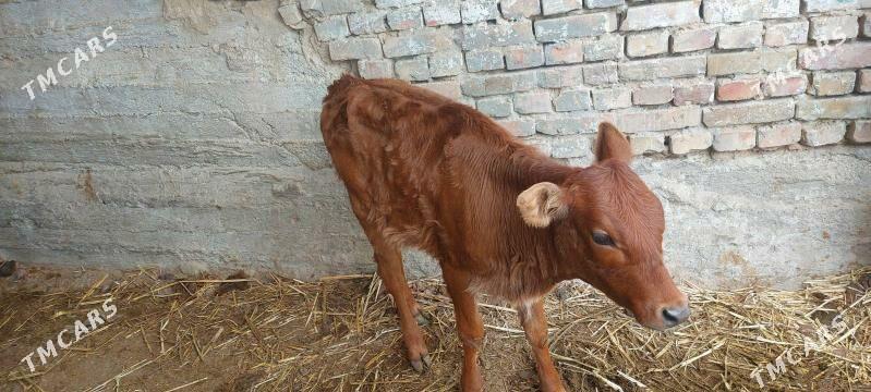 Goleli sygyr - Анев - img 1