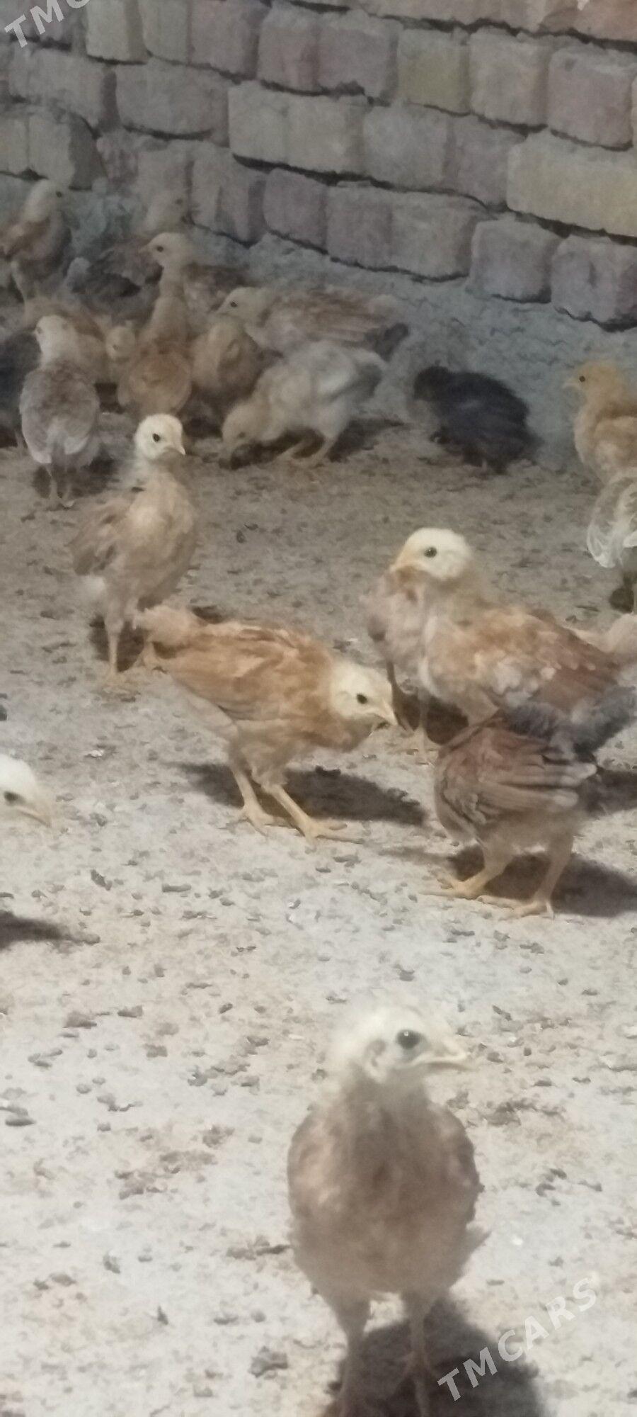 JüýjeJüýjeler - Кака - img 1