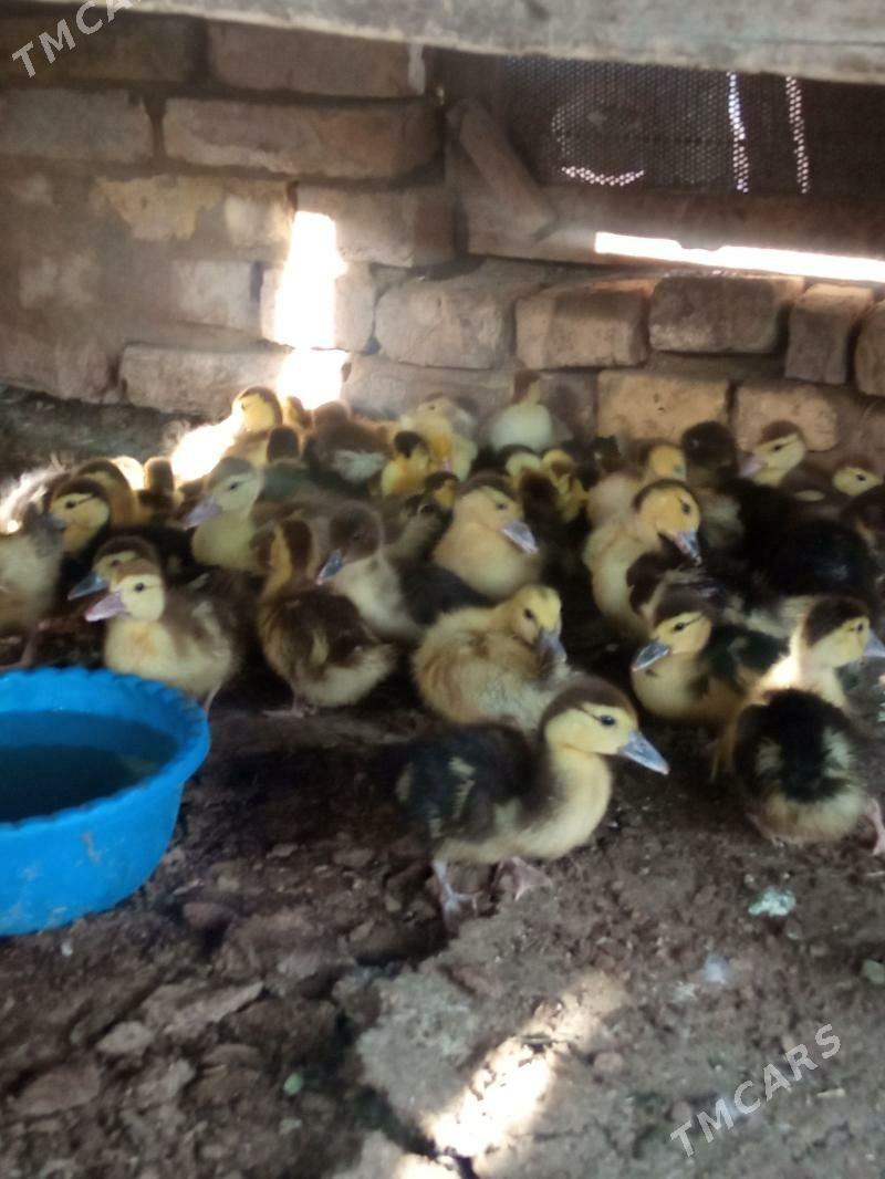 ördek indawutga - Mary - img 1