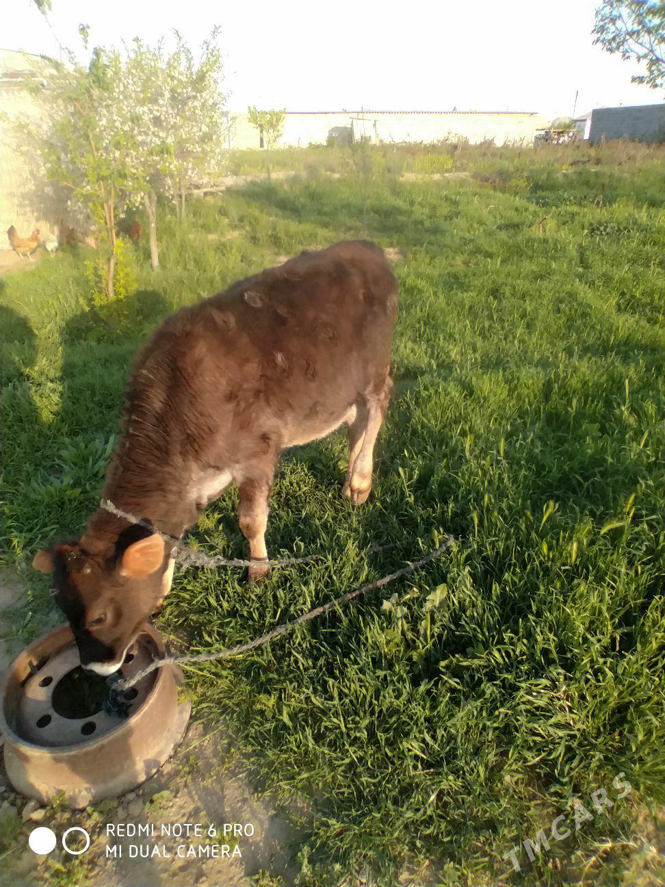 tuwe - Гёкдепе - img 1