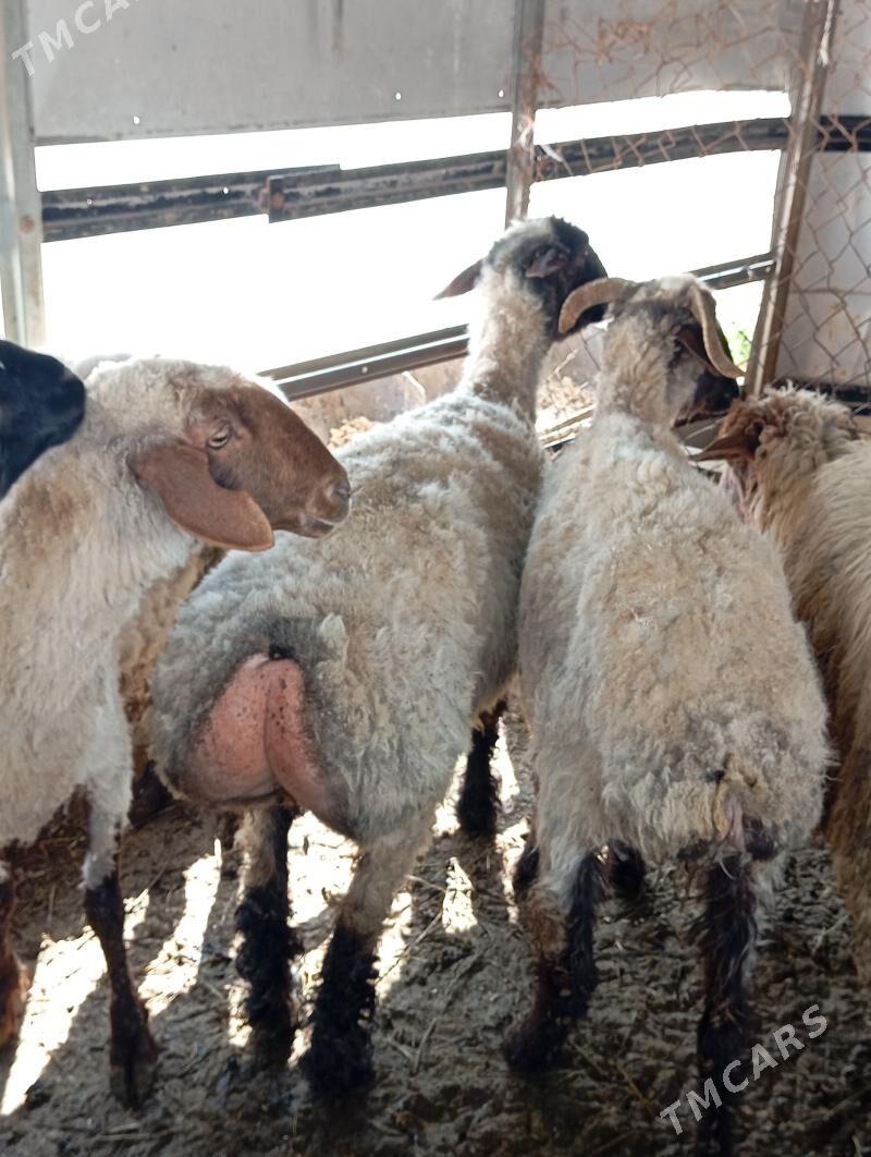 goyun - Aşgabat - img 1