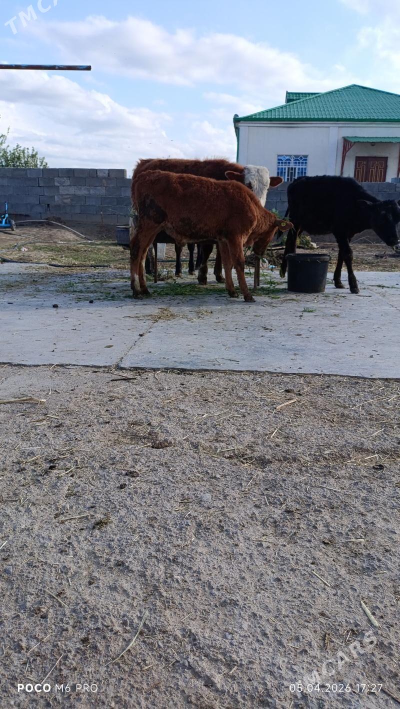 tüwe öküz - Gökdepe - img 1