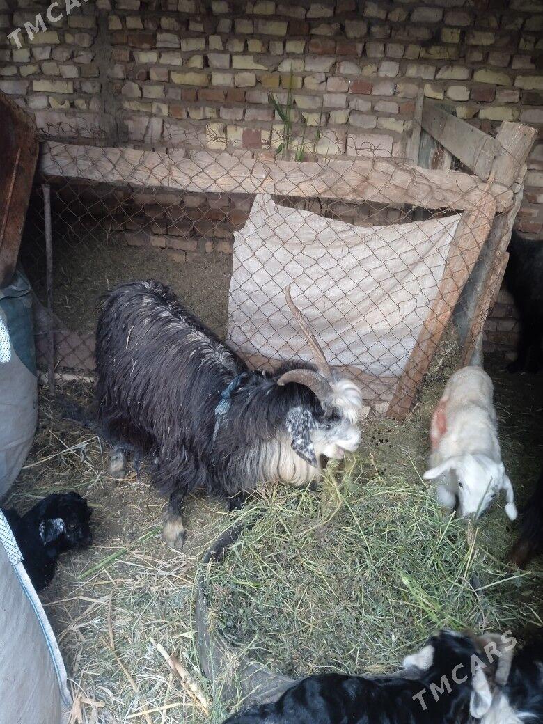 geci owlakly - Бабадайхан - img 1