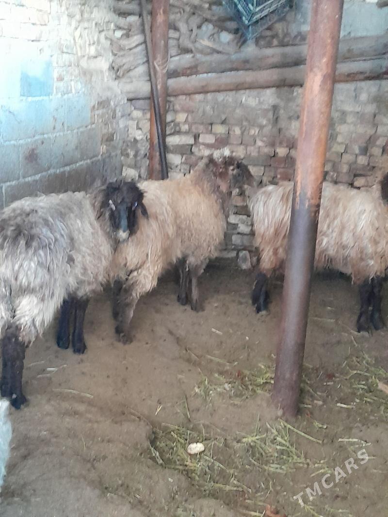 okuz - Ашхабад - img 1