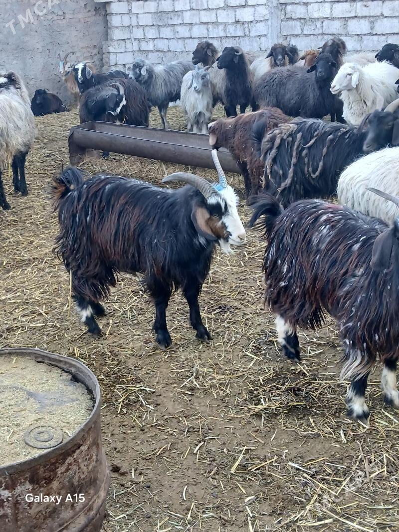 Гечилер - Гарадамак - img 1