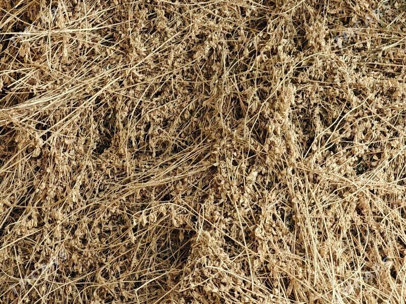 Ot yorunja - Сакарчага - img 1