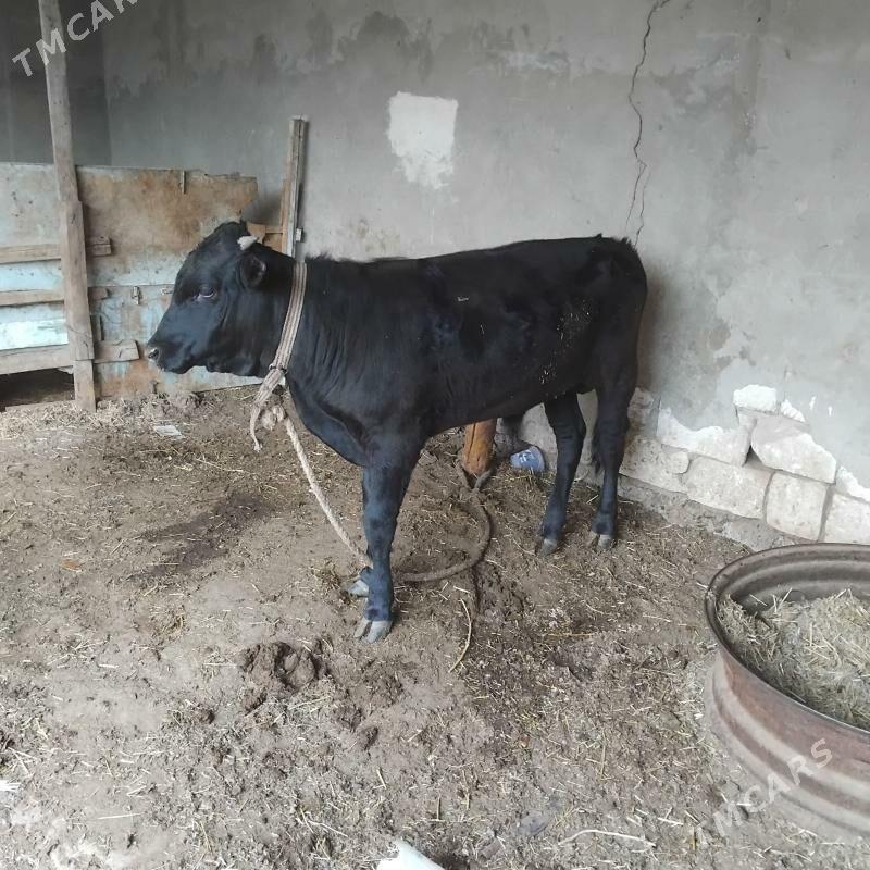 okuz - Baýramaly - img 1